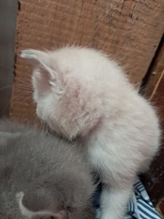 Кошенята сиамські