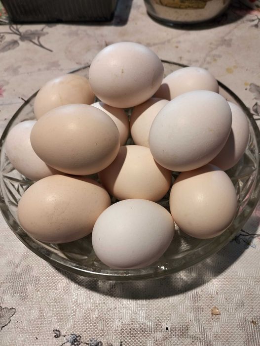 Jaja wiejskie świeże z wolnego wybiegu