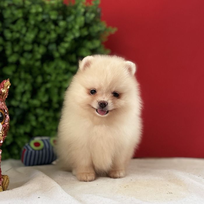 лялькова дівчинка шоу классу