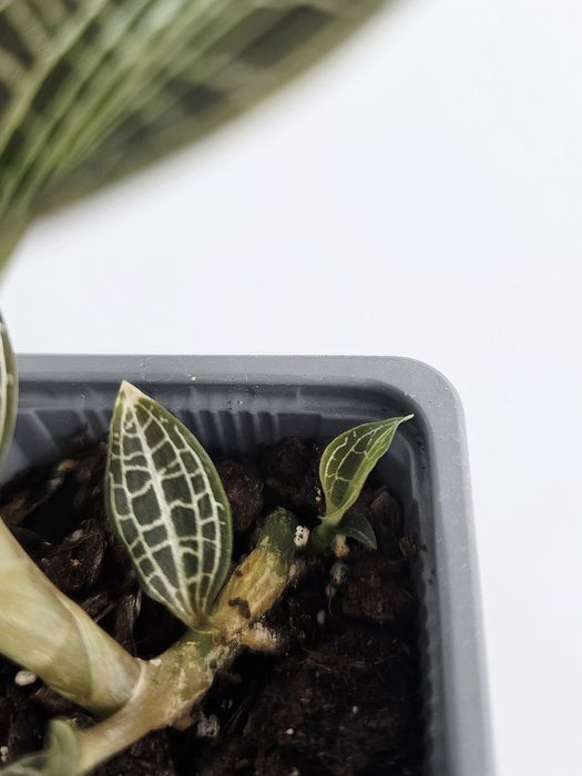 Goodyera Hispida (Jewel Orchid)