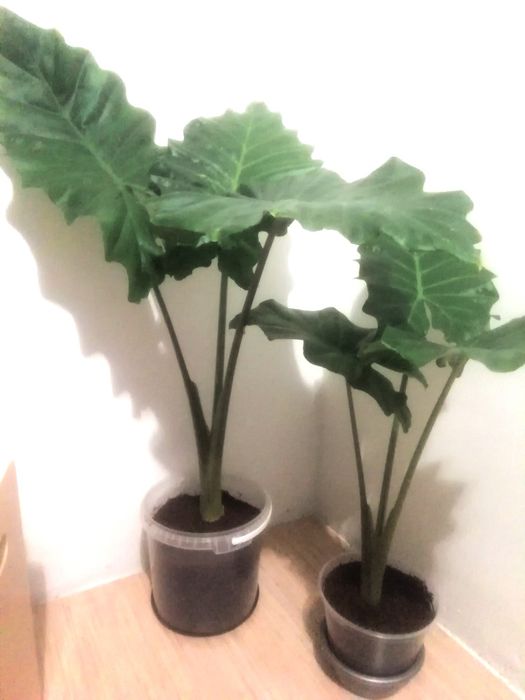 Комнатные растения  , Регал Шилд, алоказия Портодора, хлорофитум