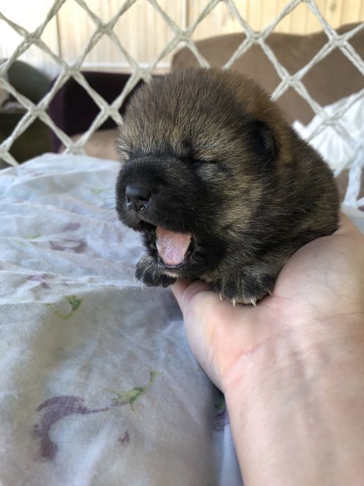 Дівчинка і хлопчик Шиба