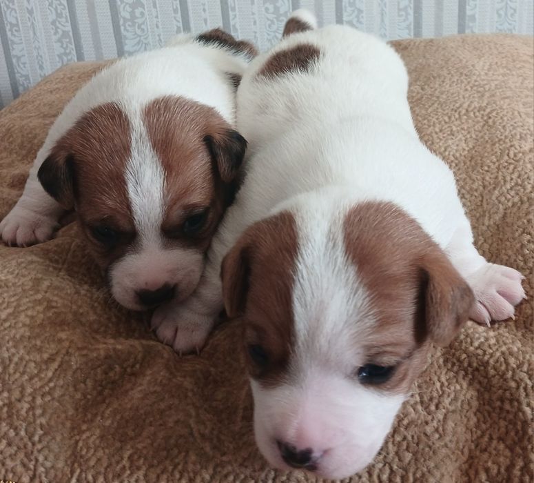 Обаятельные щенки Джек Рассел терьера-ваш  верный  друг!