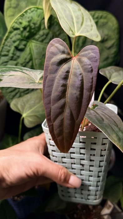 Антуріум / Anthurium Amazon Diamond x ( PPE & SC )