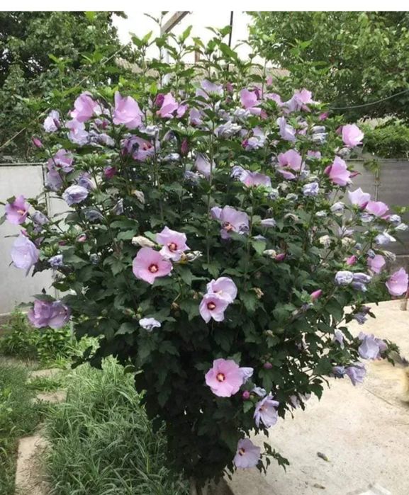 Гібіскус деревовидний