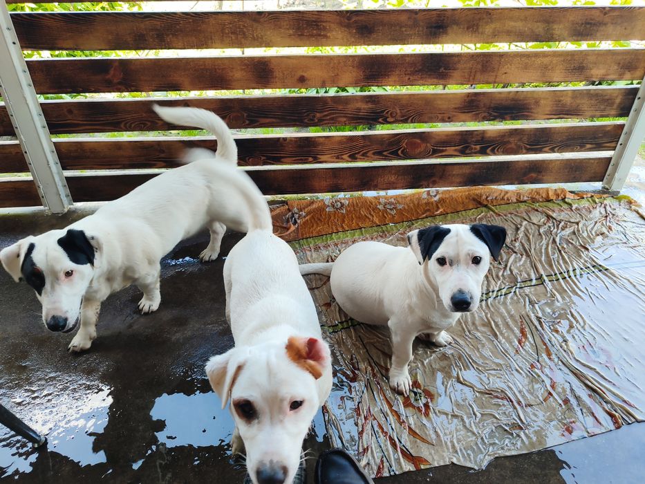 Джек Рассел тер'єр