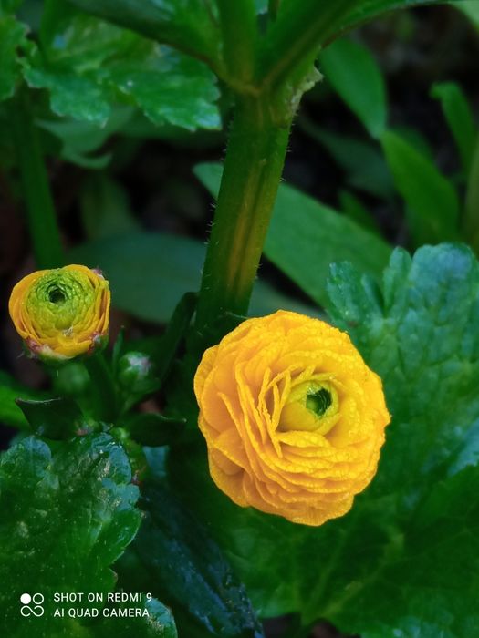 Лютики жёлтые, ранункулюс, садовые многолетние растения