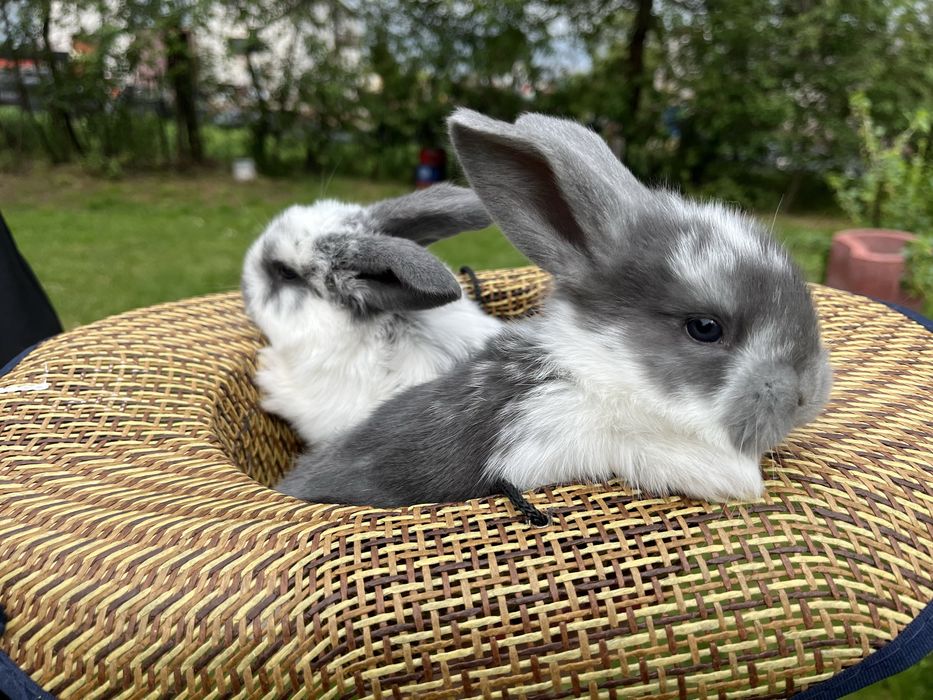 Młode króliki Barany francuskie niebieskie Samce