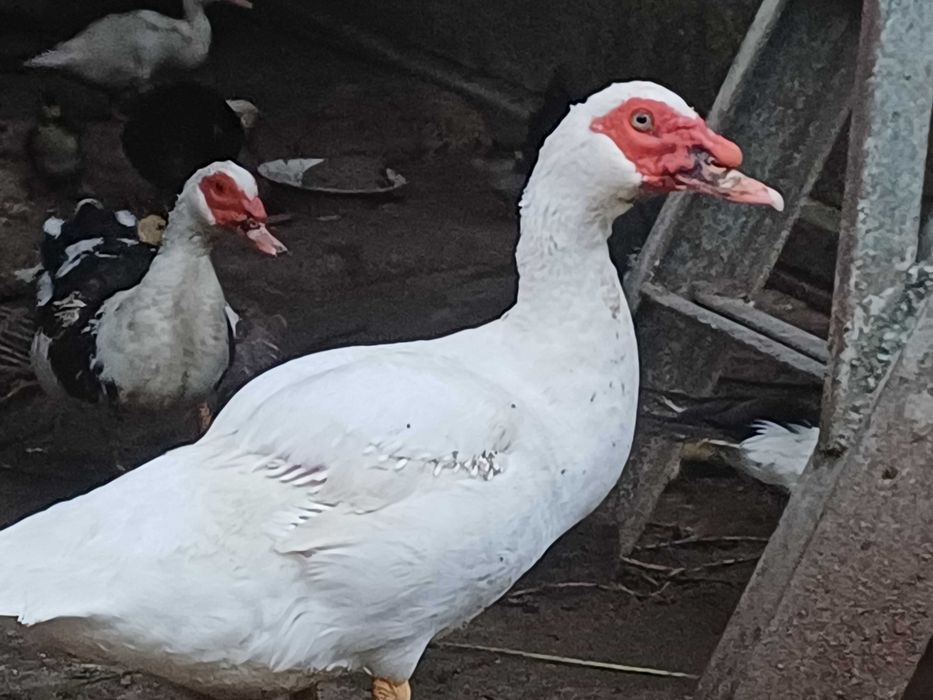 Продам качки, каченята. Ціна договірна