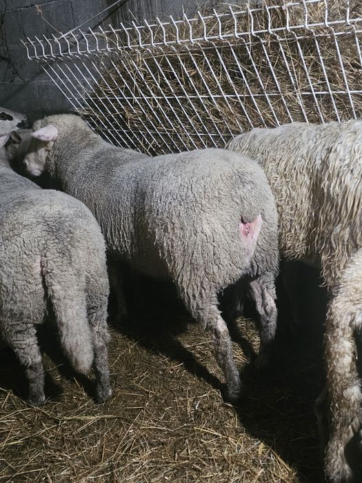 Île-de-France top Vendo ou Troco