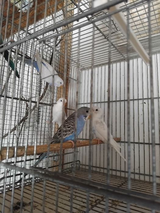 Piriquitos  novos