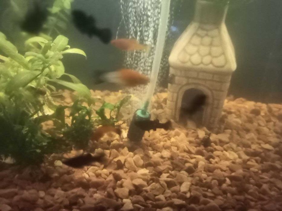 аквариумные рыбки: гуппи, моллинезии, меченосцы Санта-Клаус (Кохаку)