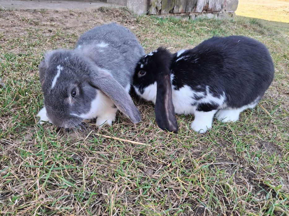 Króliki na sprzedaż