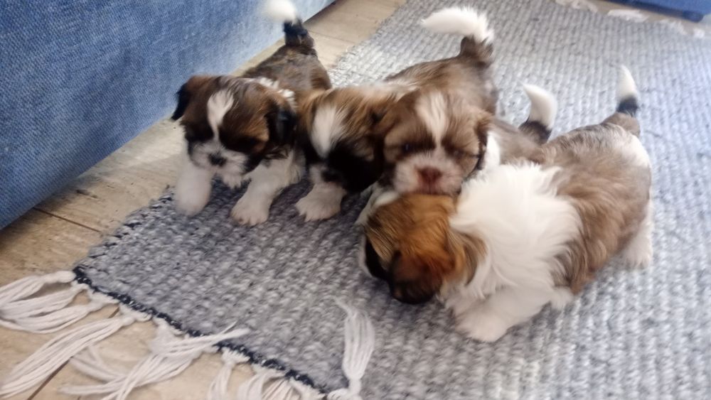 Shih TZU maluszek