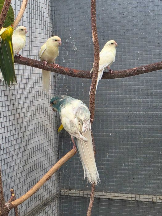 Kakarikis Verdes, Amarelos, Azuis, Cremes, Spangle