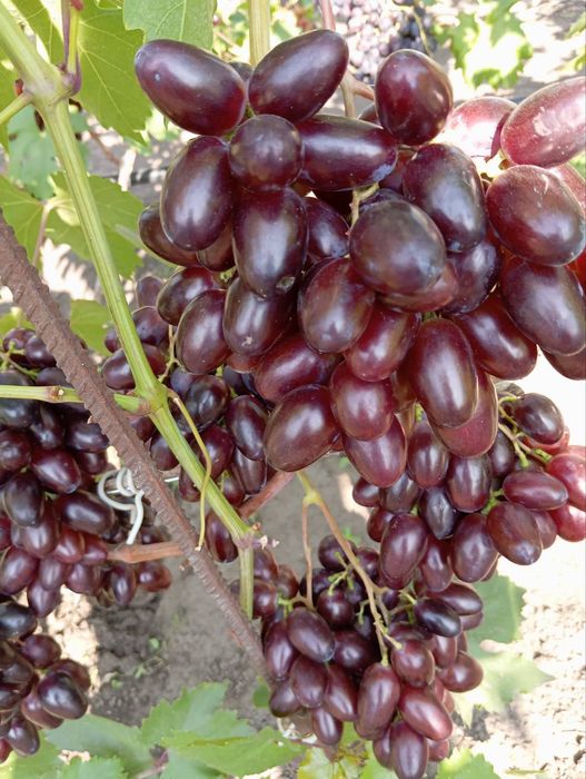 Саженцы винограда аватар. жолтый великан.эльдорадо.алинка.150 сортов.