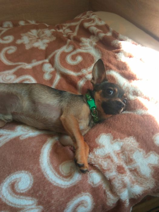 Ищу невесту чихуахуа Дир мини .