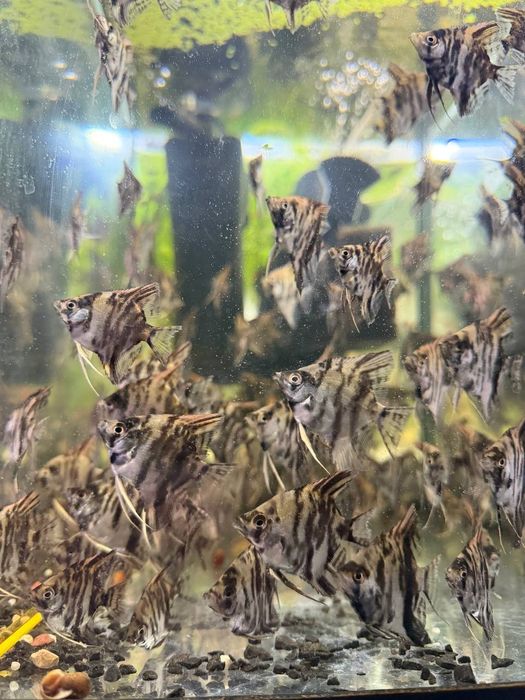 Продаю рыбок Скалярии