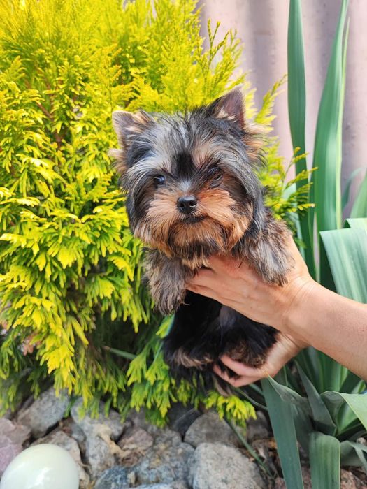 Кокольная леди !