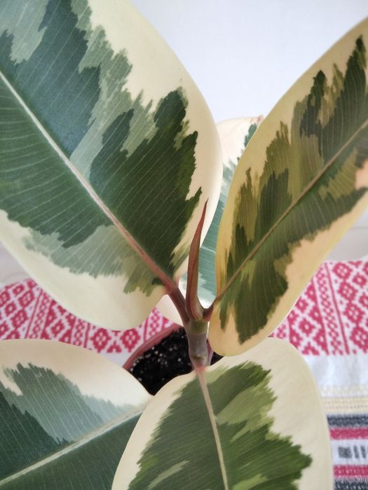 Фікус варієгатний каучуковий