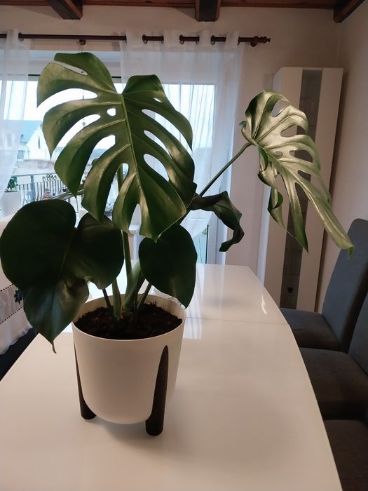 Monstera kwiat roślina z doniczką