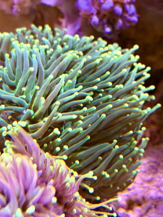 Euphyllia Glaberescens Green Lemon