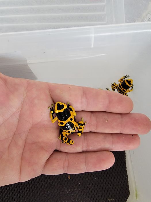 5 sztuk Dendrobates Leucomelas