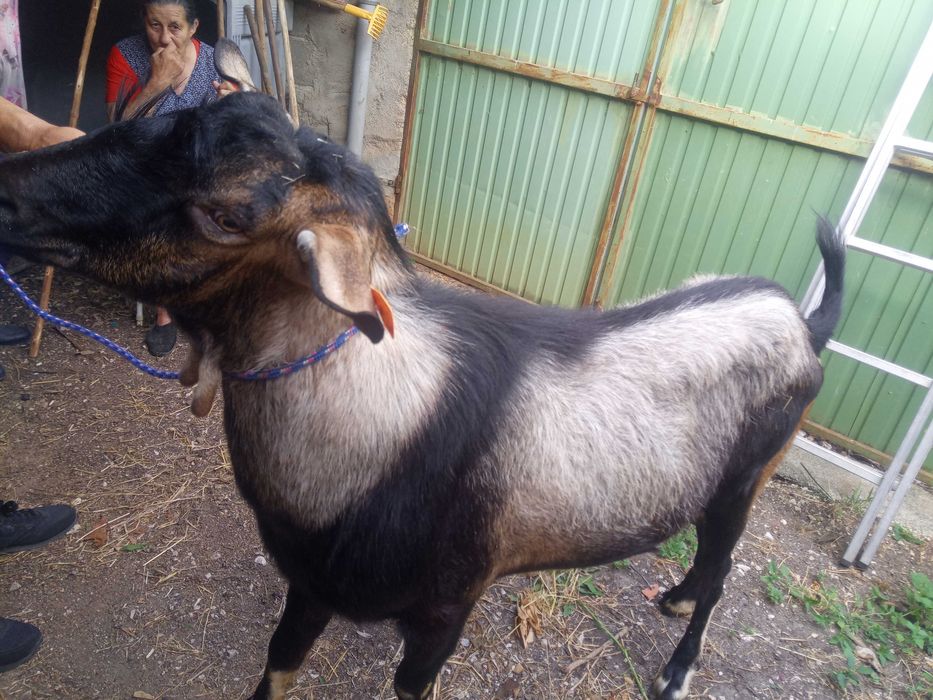 Vende-se chibo 300€