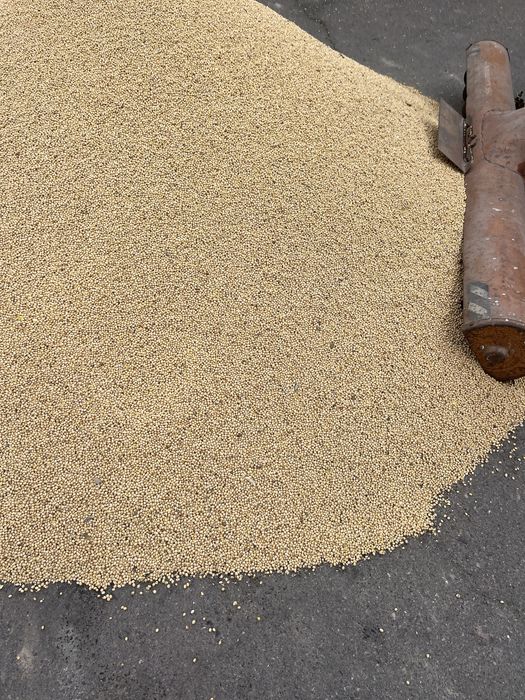 Продам соя насінева