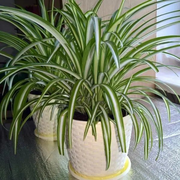 Каланхоє, герань, сансівієра, алоє, хлорофітум, товстянка