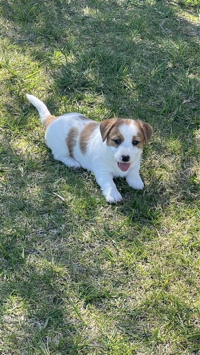 Cachorro Jack Russell c/pedigree (LOP) descendente de vários campeões