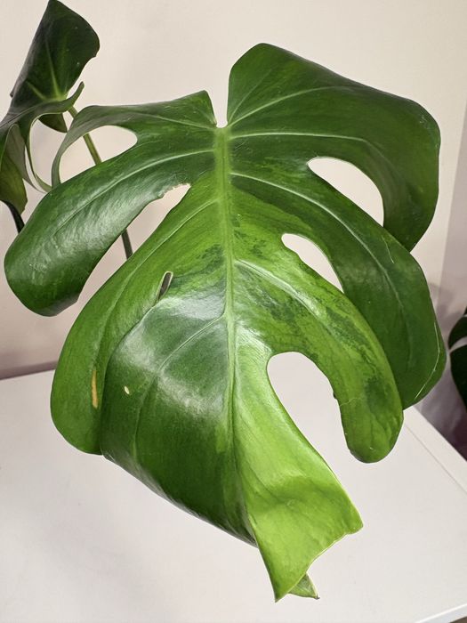 Monstera gog green on green