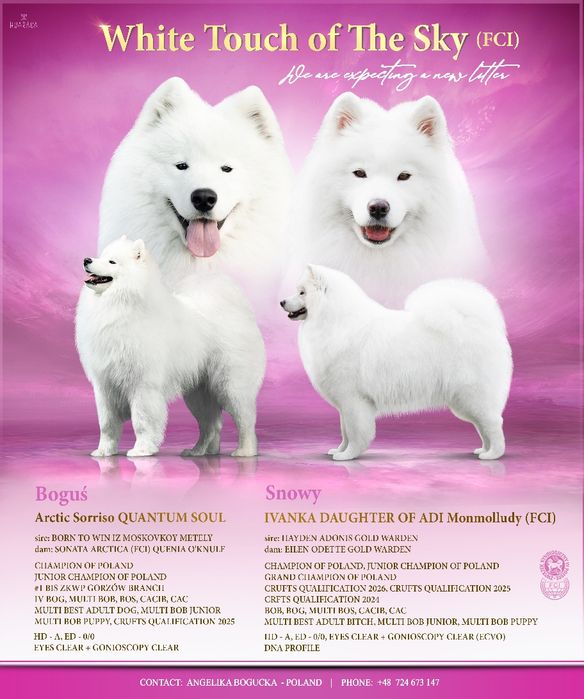 Samoyed szczeniak 2026 jesień