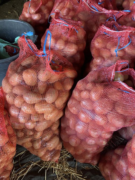Batata nova branca