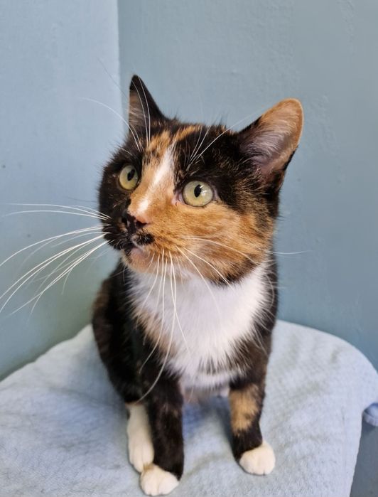 Meliska pięknie umaszczona kotka.