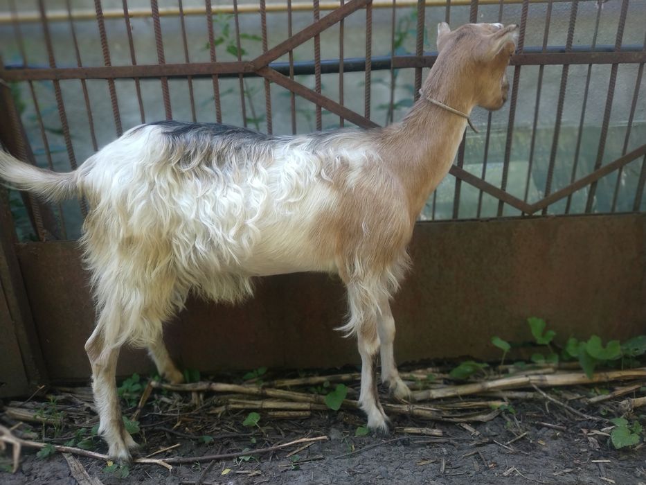 Коза  ЛаМанча, первістка, триколірна