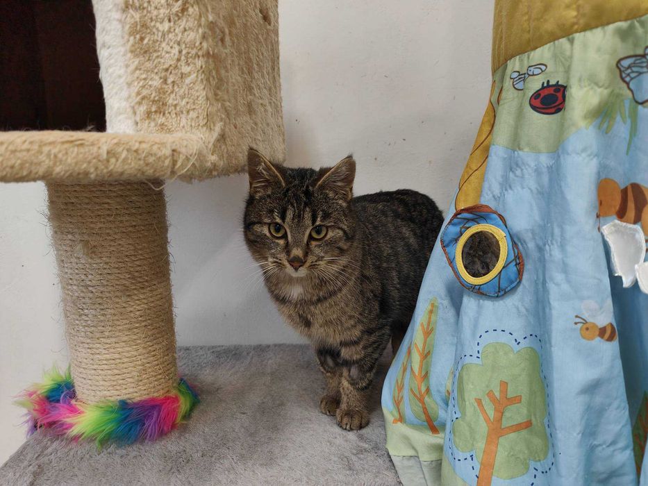 Młody przyjacielski kocurek