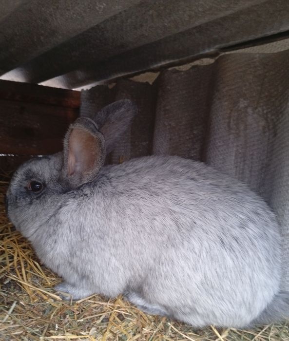 Самці та самки парувального віку!Також Мьясо на Замовлення!