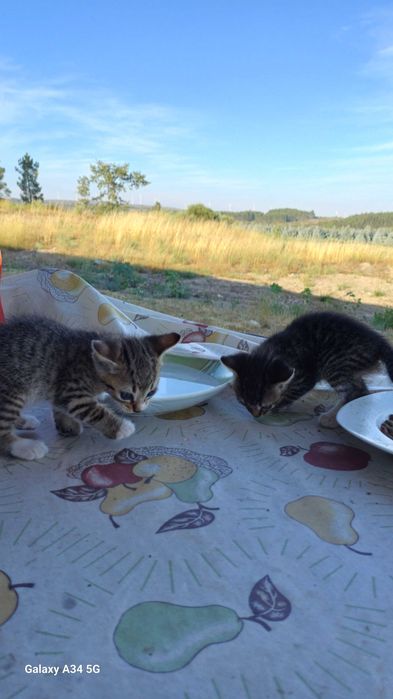 Gatinhos bebes muito maus
