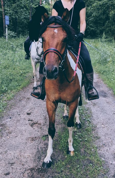 koń, wałach do rekreacji
