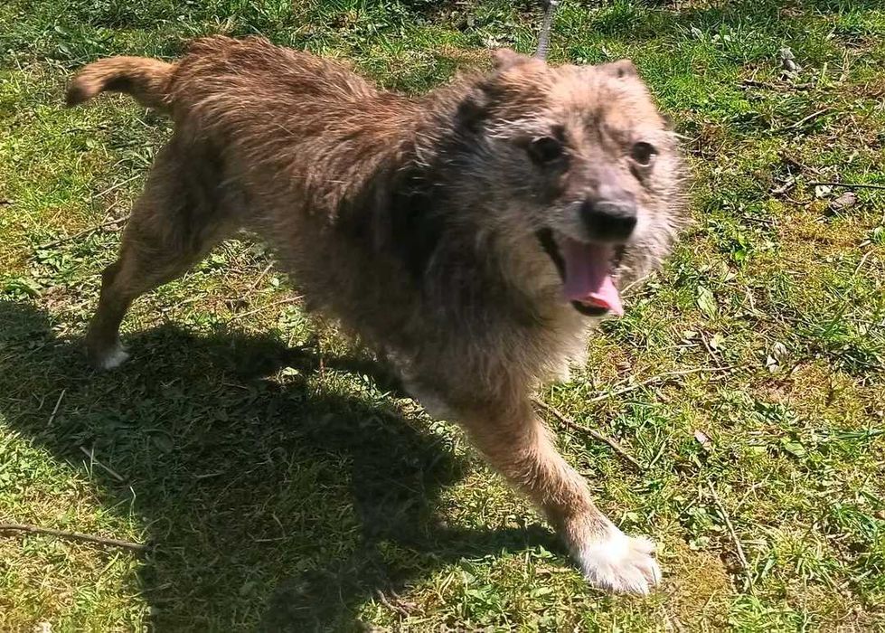 Oddam psa suke2lata spokojna bez płodna pisać na numer570970741