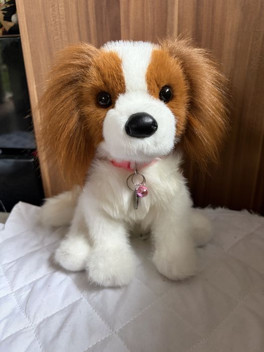 Spaniel piesk douglas maskotka