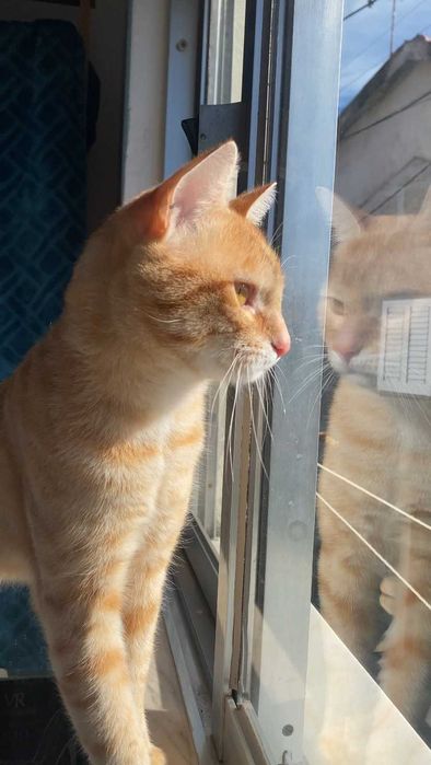 CASTRADO ! Macho juvenil disponível para adoção responsável