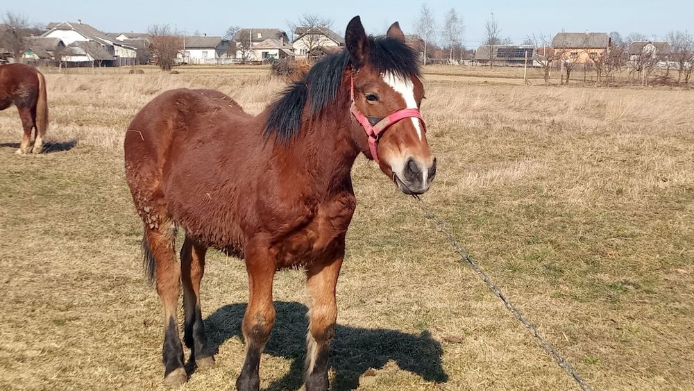 Продаж жеребчик по Аустріфікану.