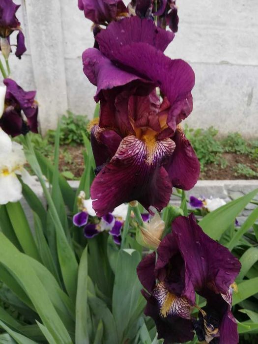 Пропоную  іриси / півники. Є середні і високі