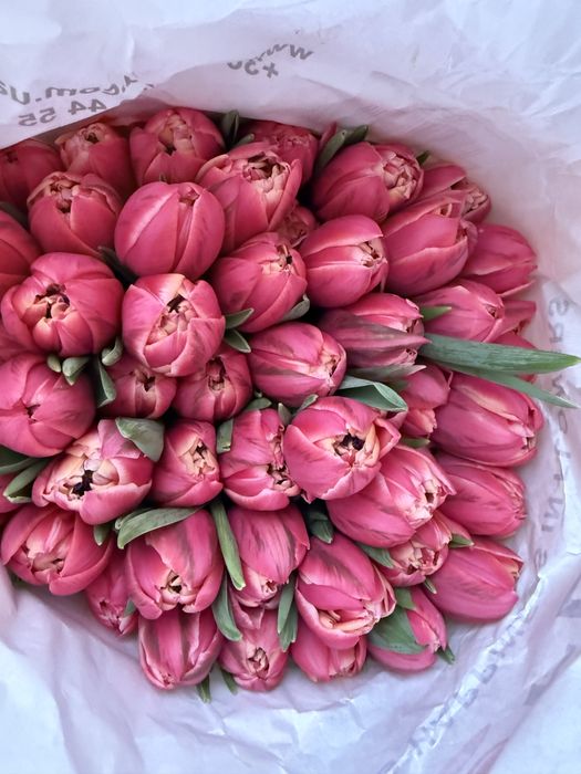 ТЮЛЬПАН голландія  ОПТ та роздріб!!!