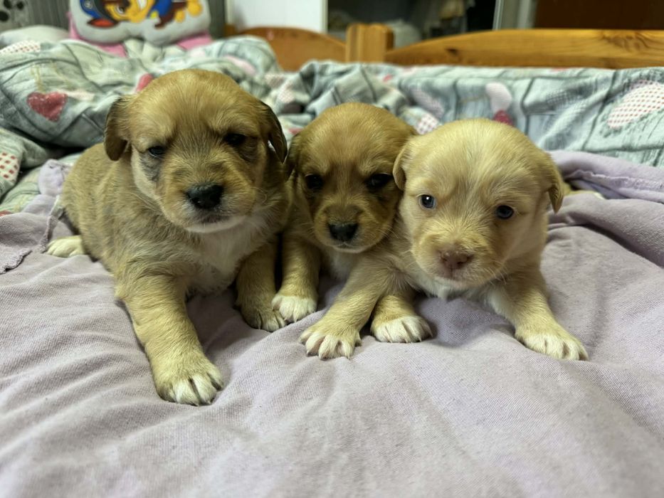 Oddam szczeniaki suczki