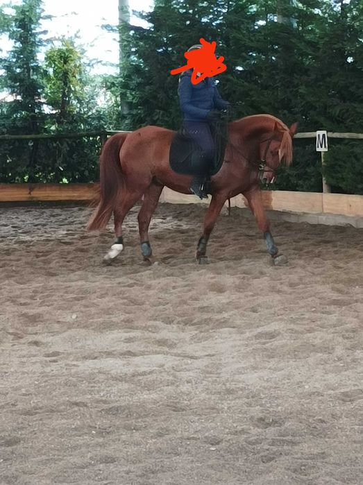 Vendo cavalo cruzado luso-árabe