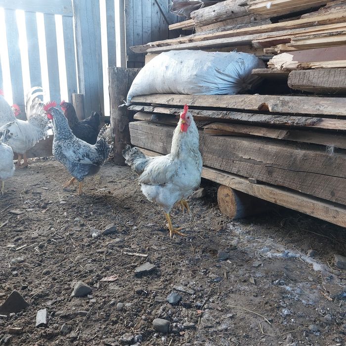 Продам півнів породи бірківська барвиста