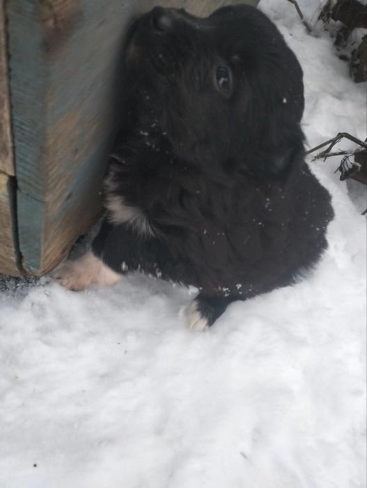 Віддам безкоштовно в добрі руки